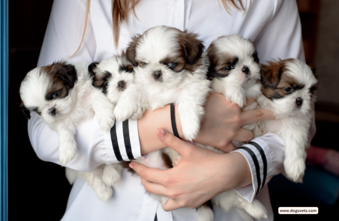 Find More Info on PuppyHeaven - The Go-to Source for Puppy Breeders